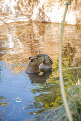 Two capybara playing in the water at Zoo Budapest