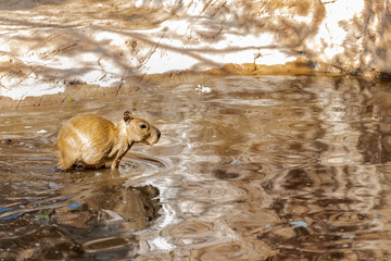 A baby capybara in water at Zoo Budapest