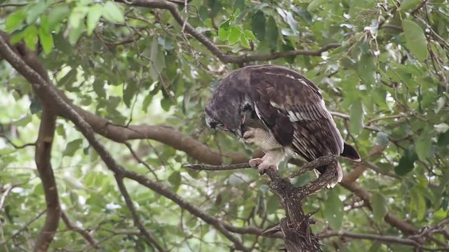 owl lunch