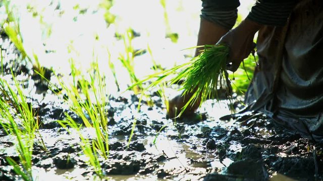 Rural farm worker planting seedlings in rice fields Java South East Asia