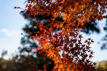 日本の紅葉