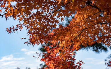 日本の紅葉