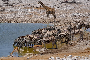 Fototapeta na wymiar Giraffe, zebras and antelope drinking at waterhole, Etosha, Namibia