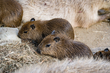 カピバラの入浴