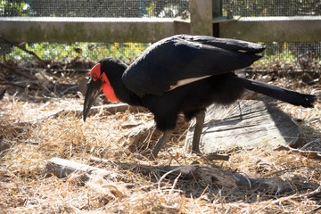 サイチョウ知ってますか