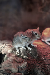 Naklejka na ściany i meble Two harvest mice together at Budapest Zoo under heat lamp