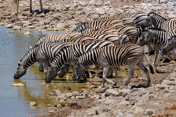 Fototapeta na wymiar Zebra at a waterhole, Etosha National Park, Namibia