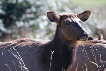 female elk