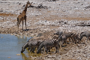 Fototapeta na wymiar Giraffe and zebra herd at a waterhole, Etosha National Park, Namibia
