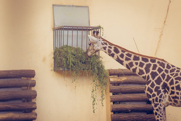 A giraffe eating at the zoo