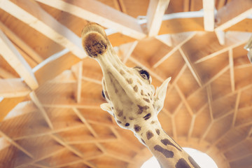 A giraffe head behind the cages at a zoo, low angle shot