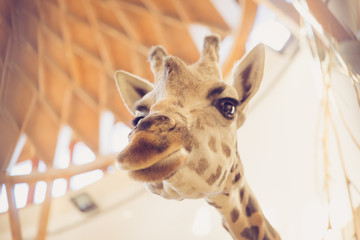 A giraffe head behind the cages at a zoo, low angle shot
