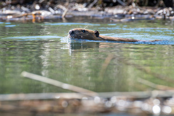 Beaver swimming at the surface of the water in a park along the St. Lawrence River © RLS Photo