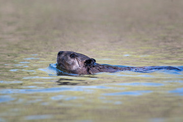 Beaver swimming at the surface of the water in a park along the St. Lawrence River