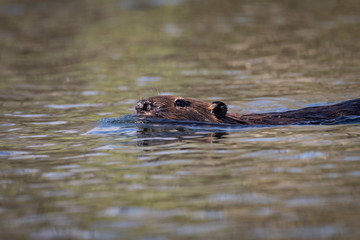 Fototapeta premium Beaver swimming at the surface of the water in a park along the St. Lawrence River