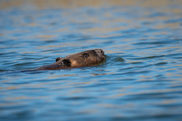 Fototapeta premium Beaver swimming at the surface of the water in a park along the St. Lawrence River