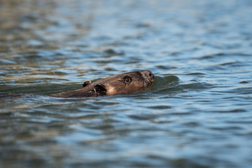 Beaver swimming at the surface of the water in a park along the St. Lawrence River