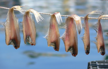 Fish drying in Gampo, South Korea