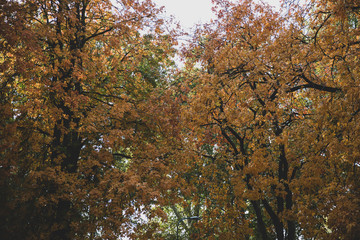 A mature maple tree and autumn display of vivid orange leaves.