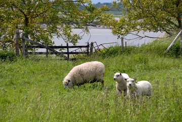 Fototapeta premium Moutons de pré-salé au pré, ville d'Agon-Coutainville, département de la Manche, France 