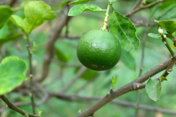 limes or green lemon on the lime tree
