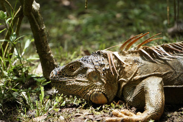 iguana on ground