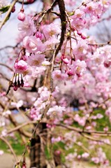 Plum blossoms and cherry blossoms.