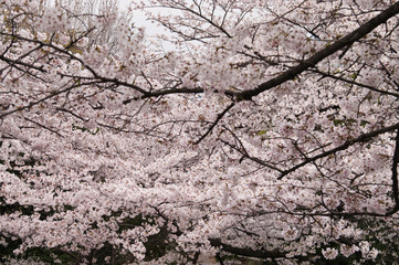 Cherry blossoms in full bloom.