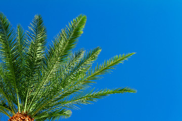 Palm tree branches with clear blue sky