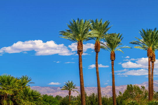 Palm trees in line with panoramic view of the San Bernardino Mountains