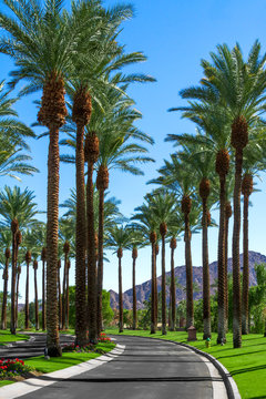 Palm trees along a road in the Coachella Valley, California