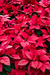 Closeup of Dozens of Red Christmas Poinsettias for Sale at a Farm