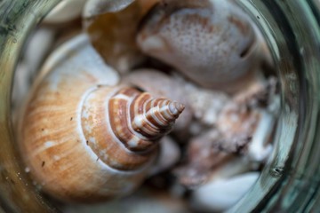 sea shell collection