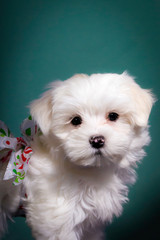 Beautiful White Maltese Puppy Wearing a Christmas Present Bow in front of a Green Background