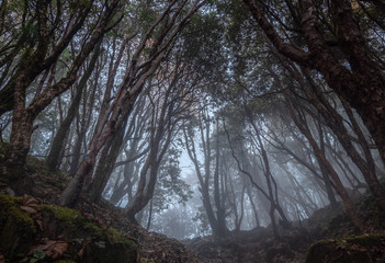 Fog in the forest