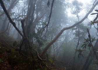 Fog in the forest