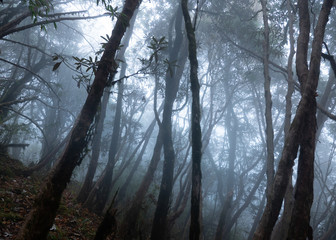 Naklejka premium Fog in the forest