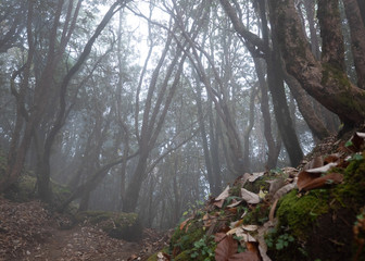 Fog in the forest