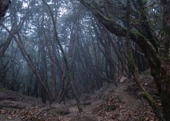 Fog in the forest