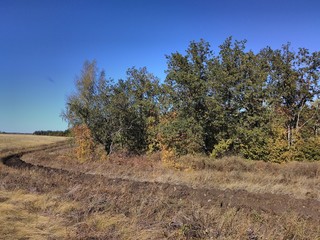 furrow on the edge of the forest from fires