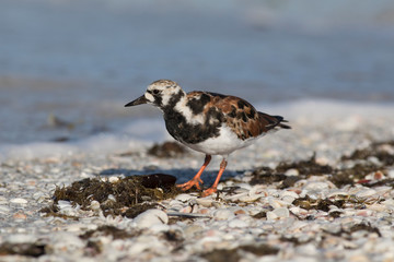 Ruddy Turnstone