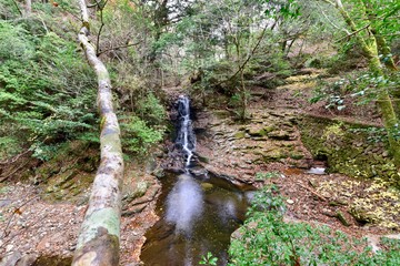 Fototapeta premium 奈良と三重の赤目四十八滝の紅葉