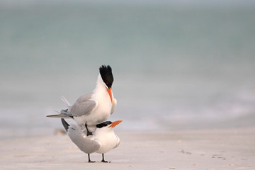 terns on the beach