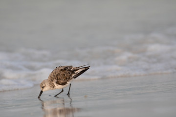 Sanderling