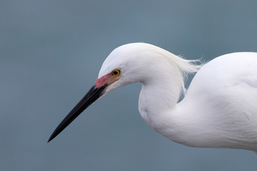 Egret portrait