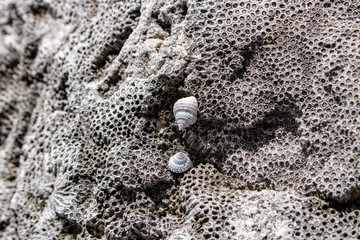 Fossilized rocks