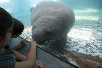 Children looking at Manatee  © Randy Klimek