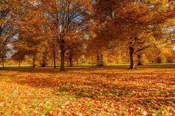 Hyde Park Fall