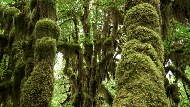 tilt down shot of  bigleaf maple tree trunks and the forest floor at hoh rain forest in the olympic national park of the us pacific northwest