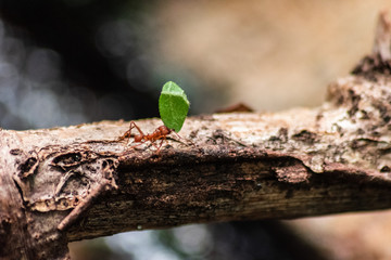 red ant carrying leaf